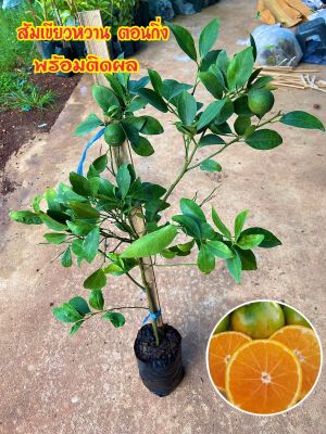 ส้มเขียวหวาน พันธุ์เตี้ย (กิ่งตอน) ขนาดต้น 60-80 ชม พร้อมติดผล ลูกดก 💯ติดผลตลอดทั้งปี💯