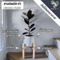 ??‍♀️ต้นยางอินเดียดำ (Rubber Plant) 60-70 Cm. พร้อมกระถางนางฟ้า10"นิ้ว+จานรอง+เม็ดPopper+ขาตั้ง