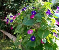 เมล็ดพันธุ์ ดอกผักบุ้งฝรั่ง หรือ มอร์นิ่งกลอรี คละสี (Mixed Morning Glory Flower) บรรจุ 10 เมล็ด คุณภาพดี