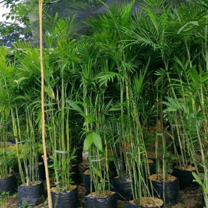 Chamaedorea seifrizii Bamboo Palm Dwarf Thailand Variety | Lazada PH