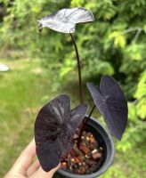 ไม้น้ำตัวแพง colocasia black coral.โคโลคาเซีย แบล็คโครอล ไซค์ตั้งแม่ได้เรยครับ ต้นใหญ่สวยสมบรูณ์ รากเดินดี มีตาหน่อติดกับต้น ปลูกได้กลางแจ้งแดดโดนแดดได้ทั้งวัน