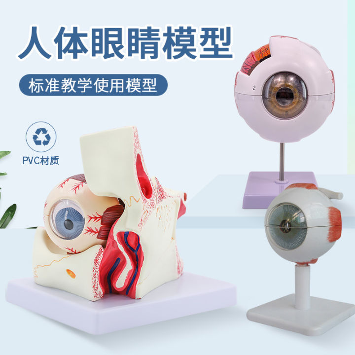 Human Eyeball Anatomy Model 6 Times Model of Eyeball Eye Anatomy ...