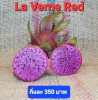 แก้วมังกรพันธุ์ Lavern Red