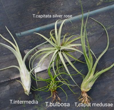 Tillandsia ชุด 4 ต้น