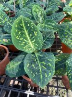 ต้นรีเฟล็คเตอร์ Dieffenbachia Reflector กระถาง 4-5 นิ้ว