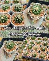 ถังทอง (Golden barrel cactus / Echinocactus grusonii)