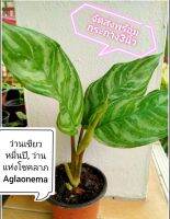 ว่านเขียว​หมื่นปี, ว่านแห่ง​โชคลาภ, Aglaonema​จัด​ส่ง​พร้อม​กระถาง​4นิ้ว