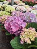 ต้นไฮเดรนเยีย Hydrangea  ดอกใหญ่ไม้ดอกเมืองหนาวที่เป็นตัวแทนแห่งคำขอบคุณ

 จัดส่งพร้อมกระถางชำ8นิ้ว