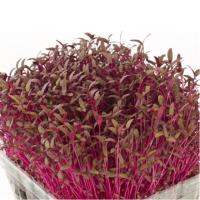 เมล็ดไมโครกรีน Red Amarath Microgreen บรรจุ 1000 เมล็ด