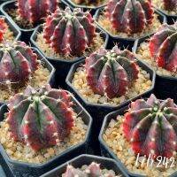 Gymnocalycium​ ผิวม่วงแดง