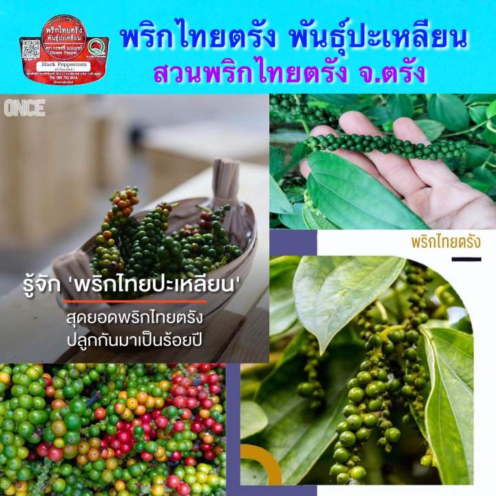 พริกไทยดำชนิดเม็ด-พันธุ์ปะเหลียน-สวนพริกไทยตรัง-สวนกิตติ-ขวดบด-70-กรัม