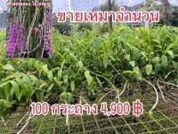 กล้วยไม้สายหลวง โอโน่ชมพู ขายเหมาสวน มี10,000กระถาง ขนาดกระถาง1นิ้ว