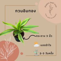 ต้นกวนอิมทอง ไม้มงคล กระถาง 3 นิ้ว