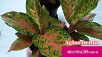 ต้นทรัพย์สิริมงคล  #ต้นไม้มงคลนิยมปลูก #Aglaonema #ต้นสิรืมงคล