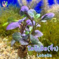 โลบิเลีย (จิ๋ว) Lobelia???