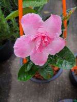 อมรเบิกฟ้า / อรุณเบิกฟ้า (Rose Dipladenia) สีชมพู ดอกซ้อน ส่งพร้อมกระถาง8นิ้ว ตามรูป รับประกันการแพ็คอย่างดี เป็นพันธุ์ไม้หอมชนิดหนึ่ง ขนาดเล็ก นิยมปลูกในกระถาง มีทั้งแบบเป็นไม้เลื้อย และไม้ต้น ถิ่นกำเนิดในประเทศบราซิล 
ลำต้น : เป็นไม้เนื้อแข็ง หากเป็นแบบ