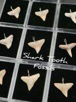 ? จี้ฟอสซิลฟัน? Bull, Dusky, Lemon shark ถักลวด
( Bull, Dusky, Lemon Shark Tooth Fossils )

⛏️ มีให้เลือก 10 เเบบ 
? ( รหัส จะอยู่ในภาพ K-01 ถึง K-10 )

? ขนาดฟอสซิลไม่รวมลวดถัก 0.6-1.0 นิ้ว +-
?