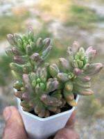 Pink jelly bean( Sedum )ไม้อวบน้ำ น่ารักๆ กระถาง 2 นิ้ว