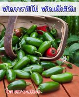 เมล็ดพันธ์พริกจาราปิโน่ (Jalapeno Pepper) พริกแม็กซิกัน