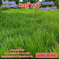 เมล็ดหญ้ารูซี่ 20 กก.ปี66คัดเกรดA รับประกันการงอก #หญ้ารูซี่  #ruzigrass #เกรียงศักดิ์เมล็ดและท่อนพันธุ์หญ้าอาหารสัตว์