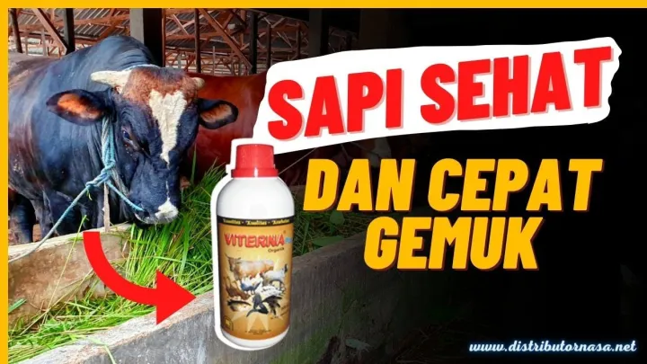 ternak kambing nasa