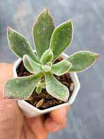 Echeveria harmsii ruby slippers ไม้อวบน้ำ น่ารักๆ กระถาง 2 นิ้ว