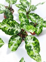 อโกลนีม่า ??จัดโปรโมชั่น??เสือพรานสามสี “ Aglaonema Pictum Tricolor”  ส่งทั้งกระถาง