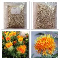 ( ขายส่ง ) เมล็ดพันธุ์ ดอกคำฝอย ( Safflower Seed ) บรรจุ 50 กรัม ประมาณ 2000+ เมล็ด