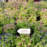 แววมยุรา ต้นแววมยุรา Torenia  ไม้ดอก กินได้ เกล็ดหอย แววมยุเรศ สามสี หญ้าลิ้นเงือก ส่งทั้งต้นพร้อมดอกสวย สวนลุงแท็ค