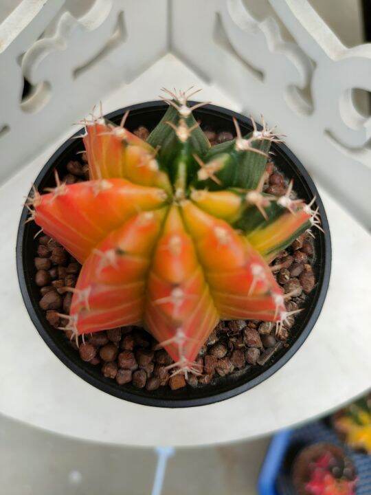 กระบองเพชร-แคคตัส-ยิมโนด่าง-gymnocalycium-อยู่ในกระถาง-3-นิ้ว-พร้อมส่ง