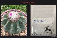 Melocactus Curvispinus ssp. Caesius Seeds - เมล็ดเมโลฟ้า 50เมล็ด