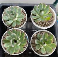 กุหลาบหิน Echeveria Polidonis