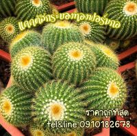 [ถูกที่สุด]แคคตัสกระบองทองฟอมร์มกอ Yello Tower cactus กระบองเพชร