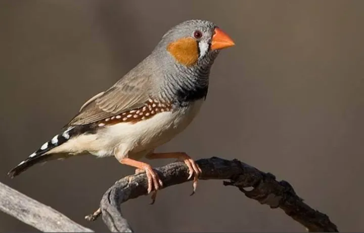 burung zebra finch jantan | Lazada Indonesia