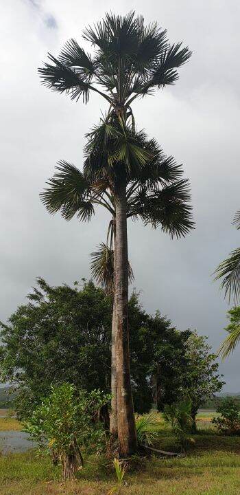 Buri Palm Tree and Seedlings | Lazada PH