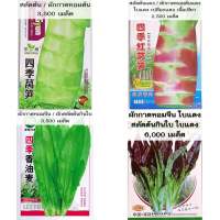 เมล็ด ผักกาดหอมจีน / สลัดต้นกินใบ celtuce 3,000 เมล็ด โอซุ่น