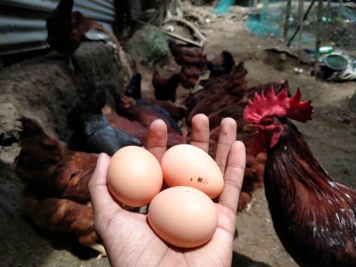 Rhode island Red Fertile eggs 30pcs Lazada PH