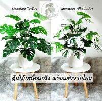 [ต้นไม้ปลอม] ? ทั้ง set มอนสเตอร่า และกระถาง ฟรีหินโรยหน้า monstera set albo