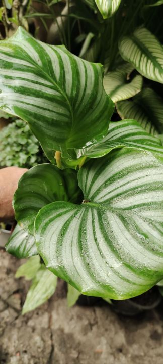 ต้นไม้มงคลสวย-ๆ-คล้าใบตอง-calathea-orbifolia-ใบใหญ่กว่าเดิมฟอร์มสวย-ๆ-ในกระถาง-5นิ้ว-สวย-ๆ-ราคาเดิมใจ