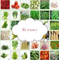 เมล็ดพันธุ์ผักสวนครัว