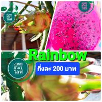 แก้วมังกรพันธุ์  Rainbow