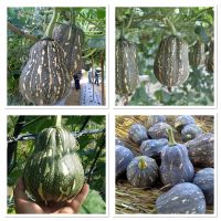 เมล็ดพันธ์ุ ฟักทอง ถุงทอง (Pumpkin Bag Of gGold Seed) บรรจุ 10 เมล็ด ติดผลดก เนื้อผลหนา เนื้อสีเหลืองส้ม เหนียว มัน ทานอร่อย