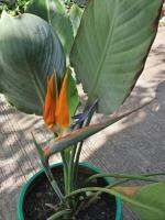 bird of paradise ต้นเบิร์ดออฟพาราไดซ์  ไม้แยกกอ ให้ดอกเร็ว   ต้นพันธุ์แท้ 100%    สูง 70-80 cm ปักษาสวรรค์ ไม้หายาก ไม้น่าสะสม ดอกสีส้ม-ฟ้า เบิร์ดออฟพาราไดส์