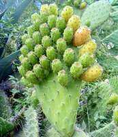 #Opuntia picus indica #กระบองเพชรกินได้ จัดส่ง 1 กระถาง