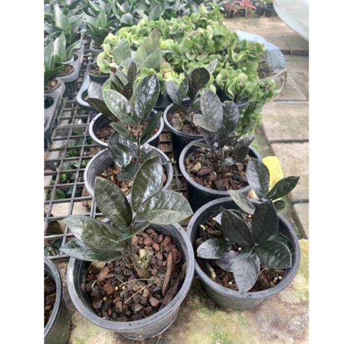 สวยอายุยืนนาน-ต้นกวักมรกตดำ-กระถาง-6-5-นิ้ว-zamioculcas-zamiifolia-black-สูง15-25-cm-กวักดำ-กวักนิลต้นไม้มงคล-โขดสวย-ไม้ฟอกอากาศ-เสริมโชคลาภฟอร์มสวยทุกต้น