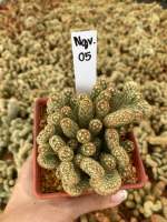 นิ้วนาคแคระ Mammillaria Elongata กระถาง 3 นิ้ว จัดส่งทั้งกระถาง Ngv05