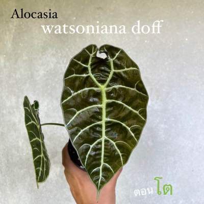 Alocasia watsoniana doff วอทโซเนียน่า เลือกต้นได้