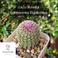 กระบองเพรชเรนโบว์ แคคตัส กระบองเพชร เรนโบว์  Rainbow cactus