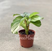 คล้าใบตอง (Calathea orbifolia) กระถาง 4 นิ้ว