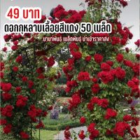 เมล็ดพันธุ์ ดอกกุหลาบเลื้อยสีแดง 50 เมล็ด